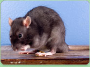rat control Purley