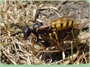 wasp control Purley