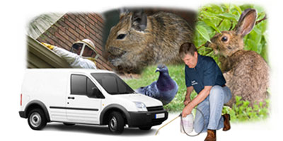 Purley local van